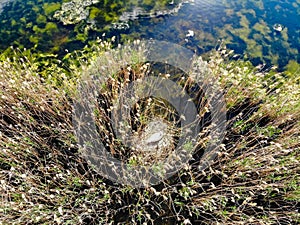 Top view swan in wayer next to its nest