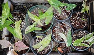 top view Syngonium podophyllum in pot at house garden