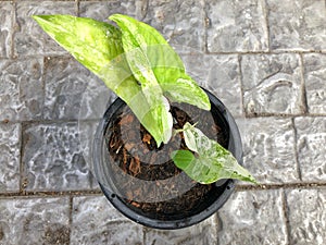 top view Syngonium podophyllum Variegeted in pot with grey brick background
