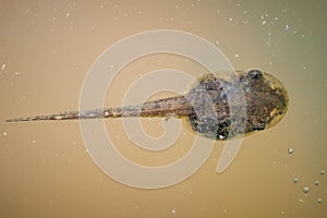 Top view of the tadpole in stagnant water.