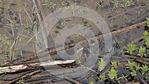 Top view of tadpoles called also a pollywog. Larval stage in the life cycle of an amphibian, particularly that of a frog or toad