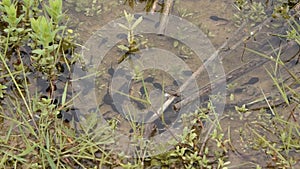 Top view of tadpoles called also a pollywog. Larval stage in the life cycle of an amphibian, particularly that of a frog or toad