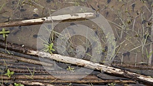 Top view of tadpoles called also a pollywog. Larval stage in the life cycle of an amphibian, particularly that of a frog or toad