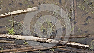 Top view of tadpoles called also a pollywog. Larval stage in the life cycle of an amphibian, particularly that of a frog or toad