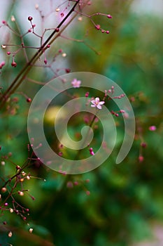 A top view of Talinum Paniculatum flower surrounded by panicles of flowers with blurry green background. Vertical shot photo