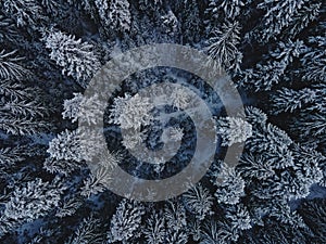 Top view of tall pine trees covered with snow. Winter wonderland