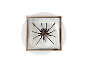 Top view, Tarantula Spider in photo frame on white