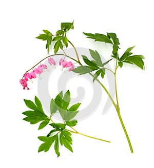 Top view of tender pink bleeding-hearts dicentra flowers branch isolated on white background. An photo element for post