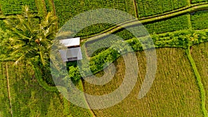 Top view of Terrace rice fields. Bali Indonesia.