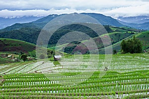 Top-view Terraced Paddy Field in Mae-Jam Village, Chaingmai.