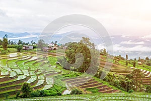 Top-view Terraced Paddy Field in Mae-Jam Village, Chaingmai.