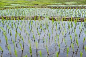 Top-view Terraced Paddy Field in Mae-Jam Village, Chaingmai.