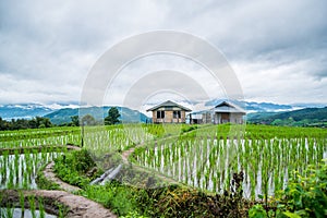 Top-view Terraced Paddy Field in Mae-Jam Village, Chaingmai.