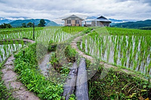 Top-view Terraced Paddy Field in Mae-Jam Village, Chaingmai.