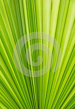 Top view Texture of Green palm Leaf. palm Leaf under sun light.