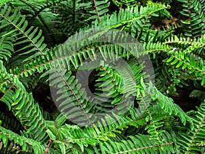 Top view texture of tropical green shrub nephrolepis exaltata sword fern. Kimberley Queen fern bush