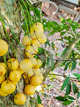 Thai fruit rambeh on the rambi tree