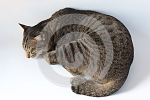 Top view of Thai tabby striped cat is sleeping