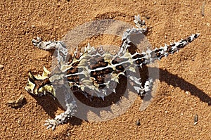 Top view of Thorny Devil