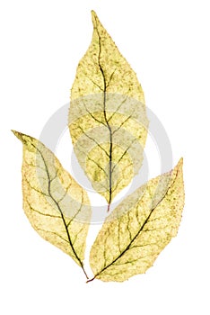 Top view of three autumn leaves