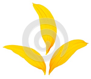 Top view of three fresh sunflower petals isolated on white background