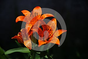 Top view of three orange lilies with green leaves