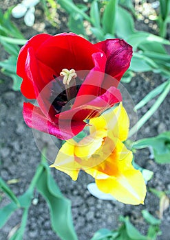 Top view of three red and yellow tulip flowers. Blooming flowers in the park. Colors of the flowers.