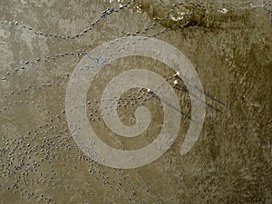 Top view of three women walking across the mudflats of the Waddensea at low tide, Holland