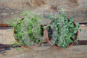 Top view of thyme and oregano