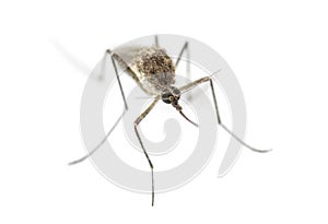 Top view of a Tiger mosquito