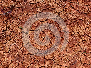 Top view to clay dry and waterless soil with cracks and green plant sprouts