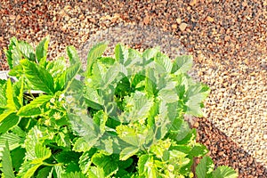 Top view to raised beds in an city urban garden with growing strawberries plants