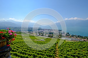 Top view to vineyards near Vevey at Geneva lake