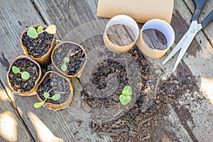 Top view of toilet paper roll tubes being recycled as a seedling planters, post toilet roll hoarding