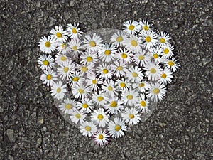 Top view. Top view. Heart shaped daisy flowers bouquet on the road. Bellis perennis.