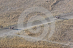 Top view of tourists riding a hourses to mount Bromo in Bromo Tengger Semeru National Park, East Java