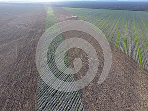 Top view of the tractor that plows the field. disking the soil. Soil cultivation after harvest. Seagulls flying over the tractor