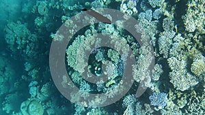 Top view through the transparent bottom of the boat to the underwater inhabitants of the Red Sea in Sharm El Sheikh Egypt 15