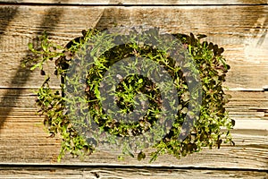 Top view of tray with arugula sprouts on wooden background