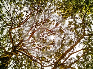 Top View of Tree