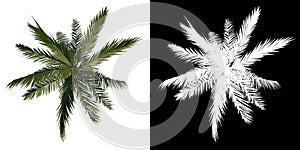 Top view tree Adolescent Coconut Tree Palm 2 white background alpha png 3D Rendering 3D Ilustracion photo