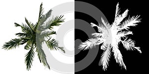 Top view tree  Coconut Tree Palm 1 white background alpha png 3D Rendering 3D Ilustracion photo