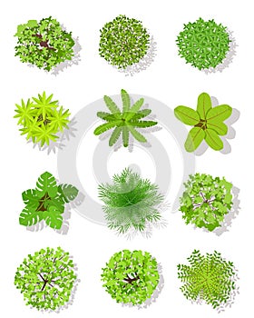 Top view tree. Landscape plan trees with leaves and bushes. Garden planting vector isolated design elements