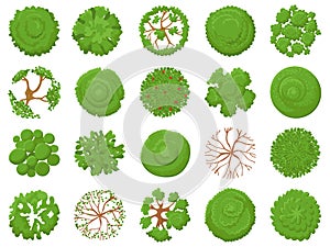 Top view tree. Planting green trees, park map vegetation and tropical forest maps viewing from above vector illustration