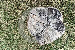 Top view tree stump on grass