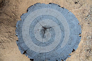 Top view tree stump texture background