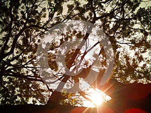 Top View of Tree with Sun Shine