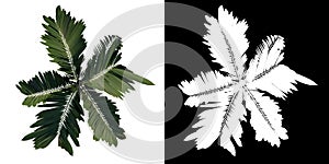 Top view tree  Young Howea forsteriana Kentia 2 white background alpha png 3D Rendering Ilustracion 3D photo