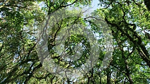 Top view of trees in Kew Mae Pan nature trail. Trekking trail leading through jungle landscape of deep tropical rain forest. Crown