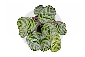 Top view of tropical `Ctenanthe Burle Marxii` house plant with exotic stripe pattern on leaves on white background